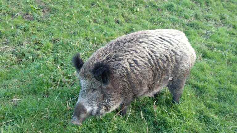 Global warming is increasing the number of wild boars