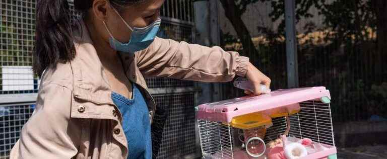 Hong Kong to resume hamster imports, a year after mass culling