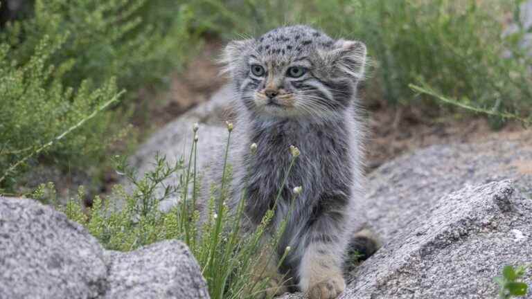 How scientists discovered the presence of two cats on Everest, more than 5,000m above sea level