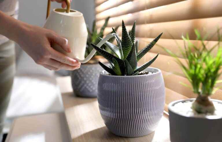 How to properly care for indoor green plants?