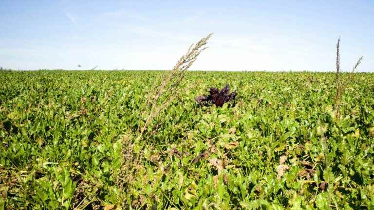 INRAE ​​is working on the “conversion of varieties” of beets “to make them both productive and resistant”