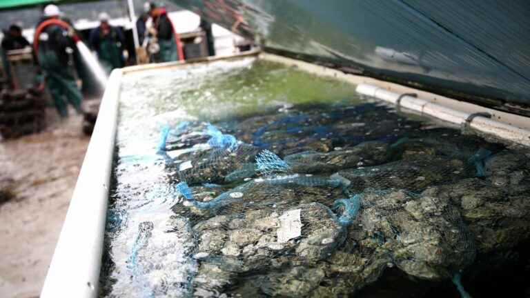 In Florida, scientists pour lime into the sea to fight the effects of CO2