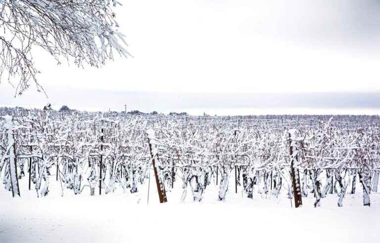 In agriculture, snow as an ally against the cold