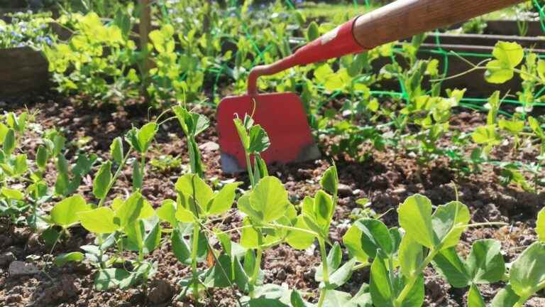 In the United States, a study proves the physical and psychological benefits of gardening