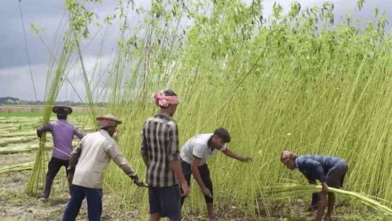 India: in the secrets of the country first producer of jute fiber