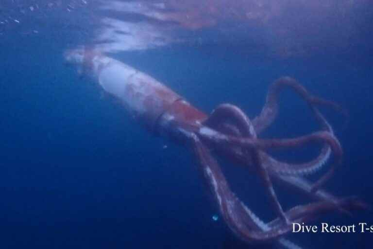 Japan |  Divers film a giant squid in the open sea