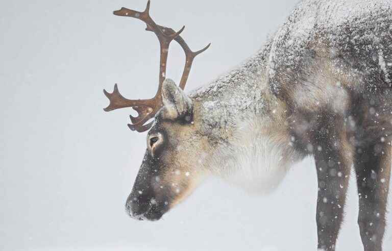 “Local extinction” in sight for a large herd of woodland caribou