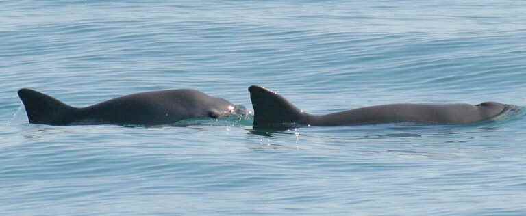 Mexico: new SOS operation Pacific porpoise, an endangered species