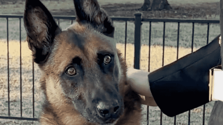 Minesweeping dog receives Medal of Honor from UK SPA for defusing 350 explosive devices