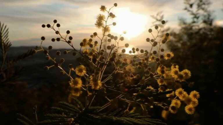 Nature: the mimosa lights up the winter