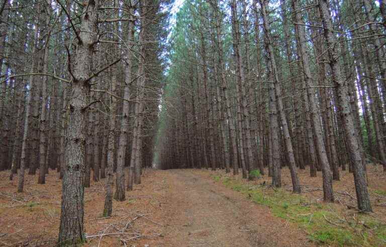 New carbon credits for trees planted a long time ago