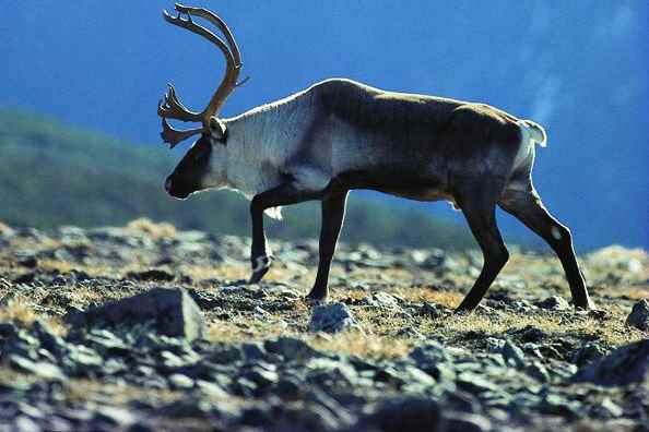 New caribou inventories |  Quebec must “protect the habitat” of the species