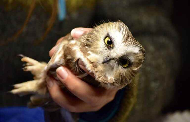 On the lookout for boreal owl