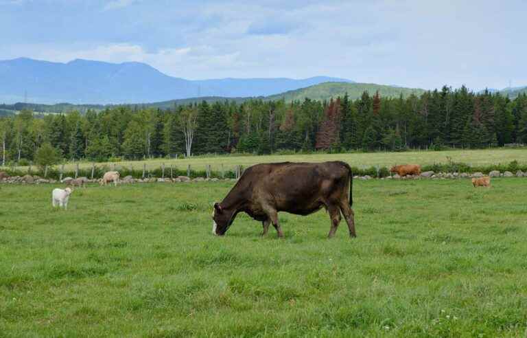 [Opinion] Nuances to think about agriculture in Quebec