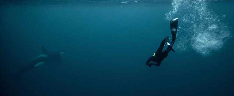 [PHOTOS] A freediving champion observes killer whales submerged in 3°C water