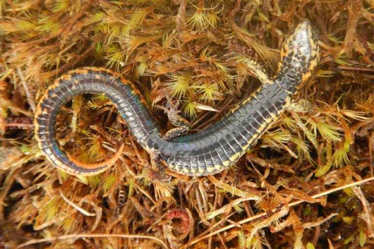 Peru |  A new species of lizard discovered