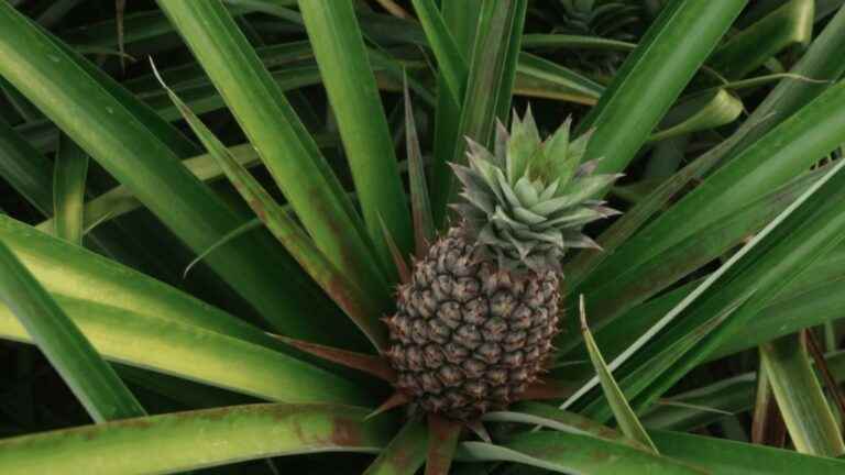 Philippines: pineapple provides a living for 2 million people across the country