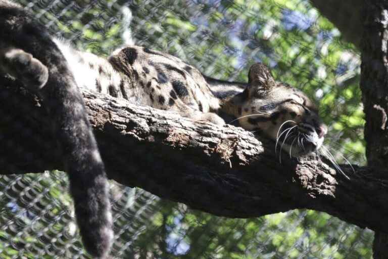 Police are on the hunt for a leopard that escaped from the Dallas Zoo