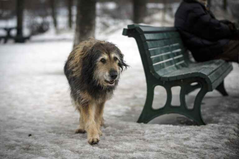 Protection of Mali Park in Outremont |  Much more than a park…