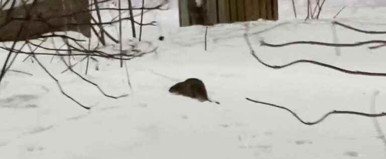 Rats show their snouts in the middle of the city