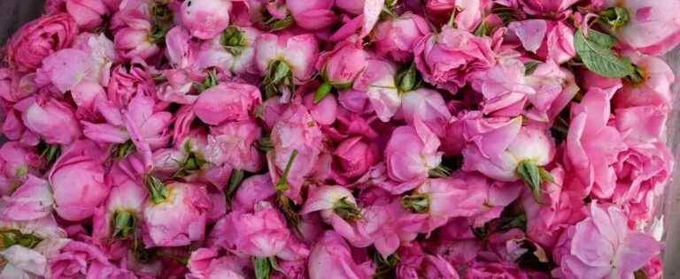 Rose oil may help reduce stress