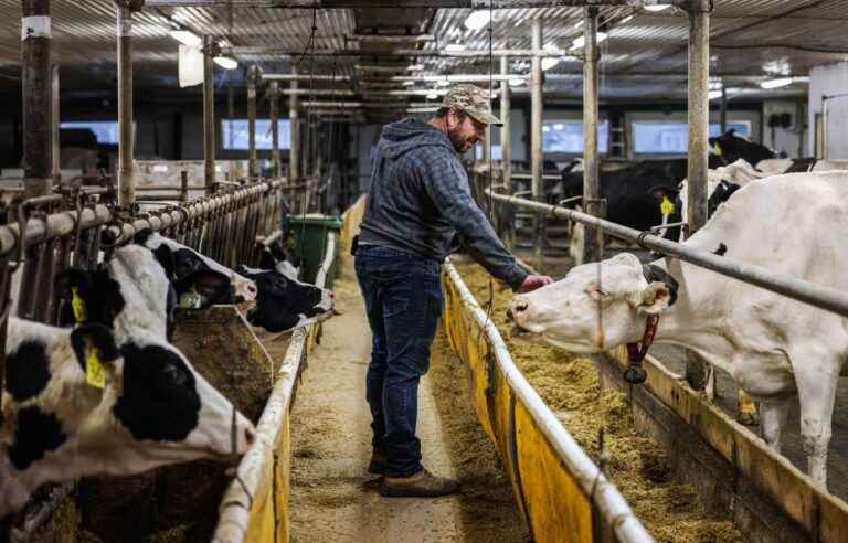 [Série Bien-être animal] The majority of dairy cows in Quebec are tied at the neck during their lactation period