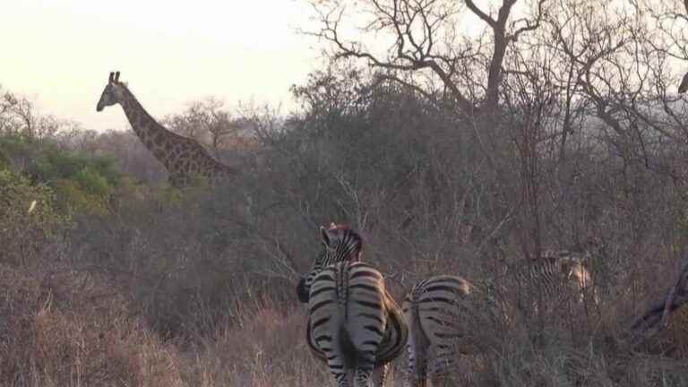 South Africa: this Frenchman left everything for the safari