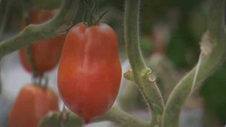 TRUE OR FAKE: the carbon footprint of a French greenhouse tomato similar to that of a tomato imported from South Africa?