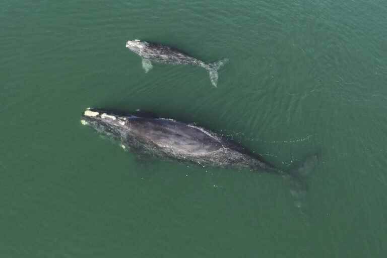 The birth of nine calves raises hope