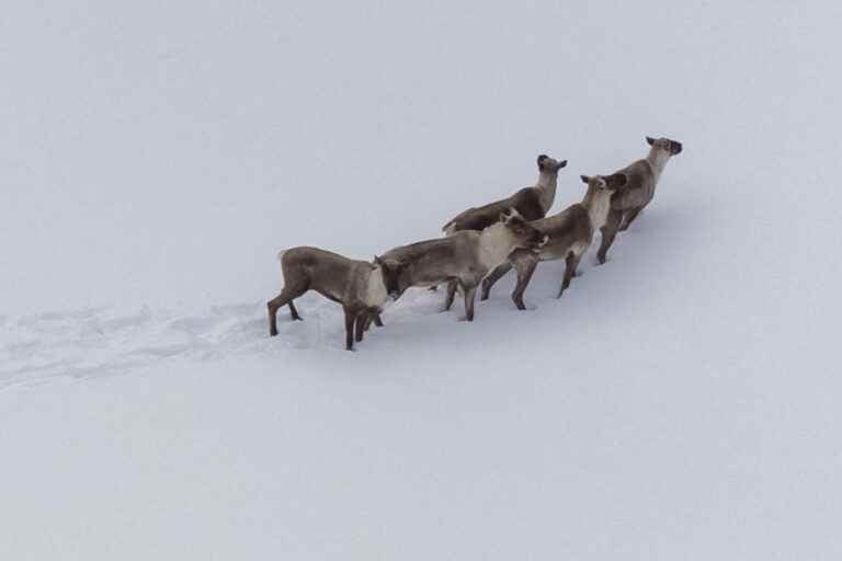 The decline of Quebec caribou continues