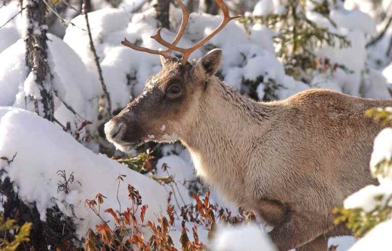 The decline of caribou continues in Quebec