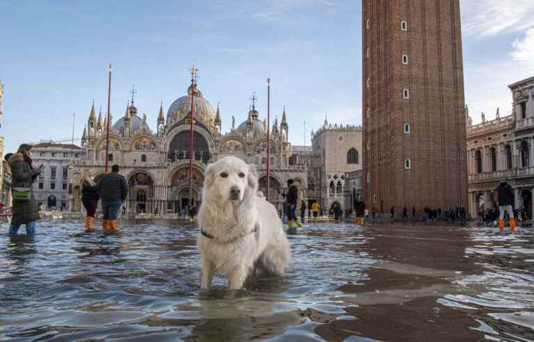 The race against time to save Venice from the waves is on