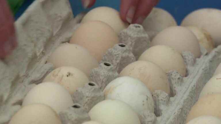 United States: the price of eggs explodes