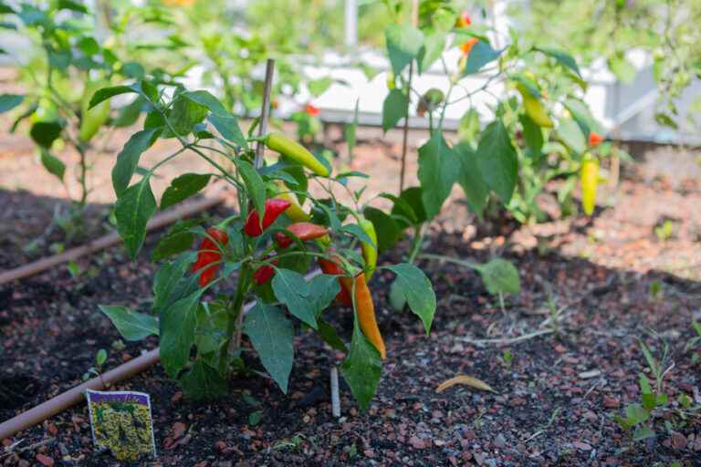 Urban gardening increasingly popular due to inflation