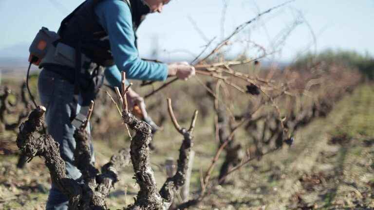 “Vigneronnes”, a documentary about pioneering women in the biodynamic wine industry