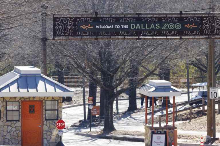 Vulture killed, panther escaped: what’s going on at the Dallas Zoo?