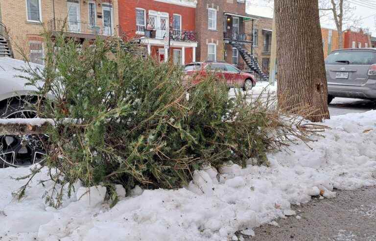 What to do with your Christmas tree after the holidays?