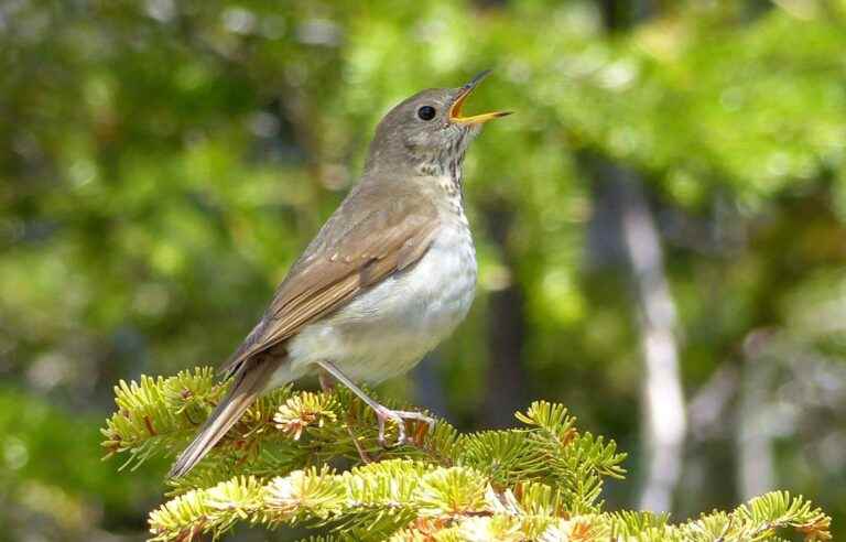 When wind power threatens species at risk