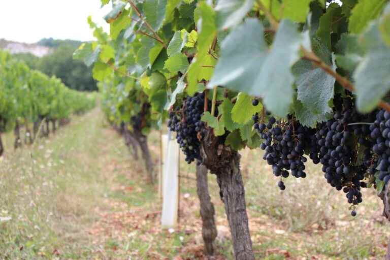 Winegrowers drop Quebec |  The Press