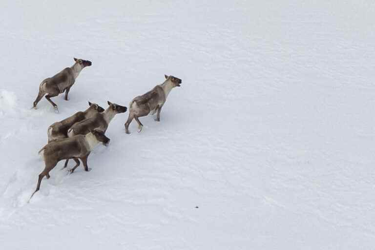 Woodland caribou |  Economic transition as a pathway