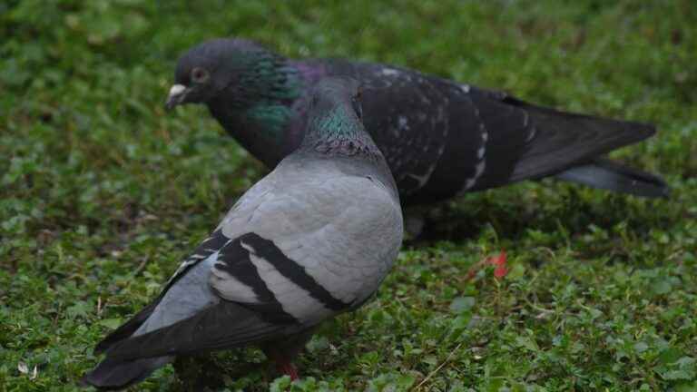 a complaint filed against the town hall of Asnières-sur-Seine for “mistreatment” of pigeons