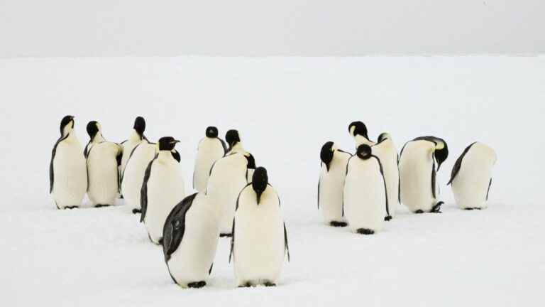 a new colony of emperor penguins discovered in Antarctica