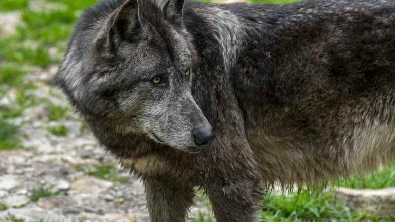 a wolf was hit by a car near the forest of Fontainebleau