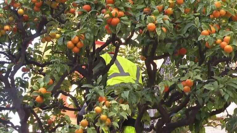 bitter orange picking season