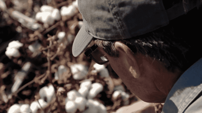 cotton fields decimated by drought