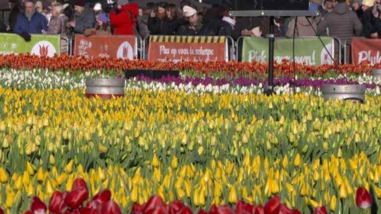 explosion of colors in Amsterdam which celebrates the tulip