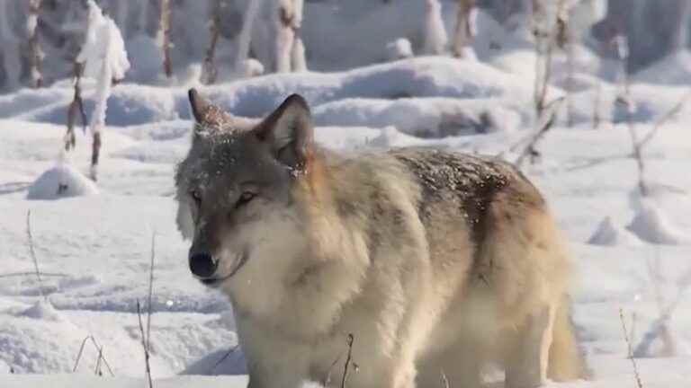 how yellowstone became sanctuary for gray wolves