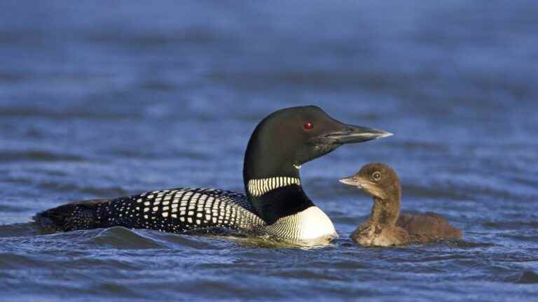 in Canada, the common diver, the country’s emblematic duck, is at the heart of the concerns