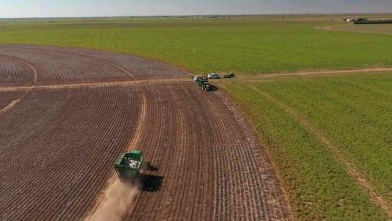 in Texas, drought ravages cotton fields