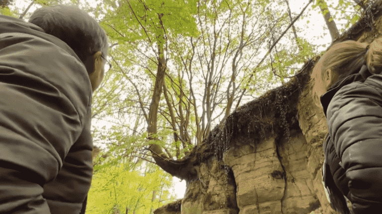 oaks, cedars, walnut trees, which will be voted the most beautiful tree in France 2023?